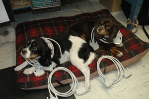 Dogs guarding cables